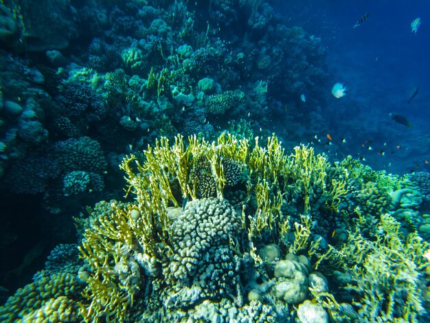 Arrecife de coral del mar rojo. primer plano de los corales.