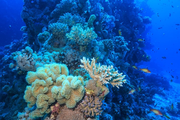 Arrecife de coral en el Mar Rojo.