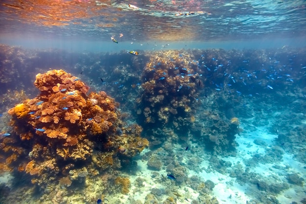 Arrecife de coral en el Mar Rojo...