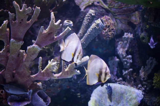 Foto arrecife de coral del mundo submarino con peces exóticos