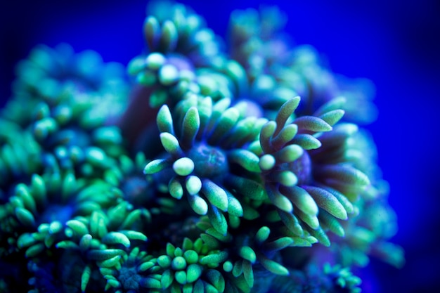 Arrecife de coral Neon Green Goniopora con fondo azul