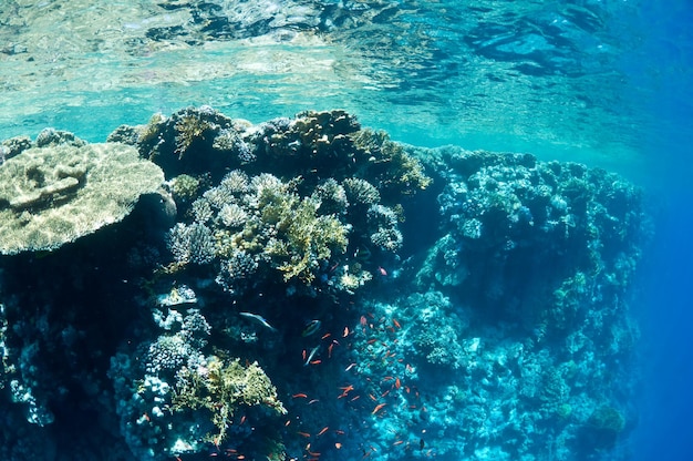 arrecife de coral, un paisaje submarino. Fauna del Mar Rojo.