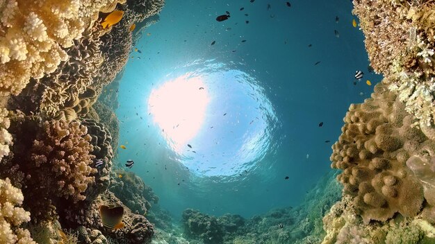 Arrecife de coral con peces bajo el agua filipinas