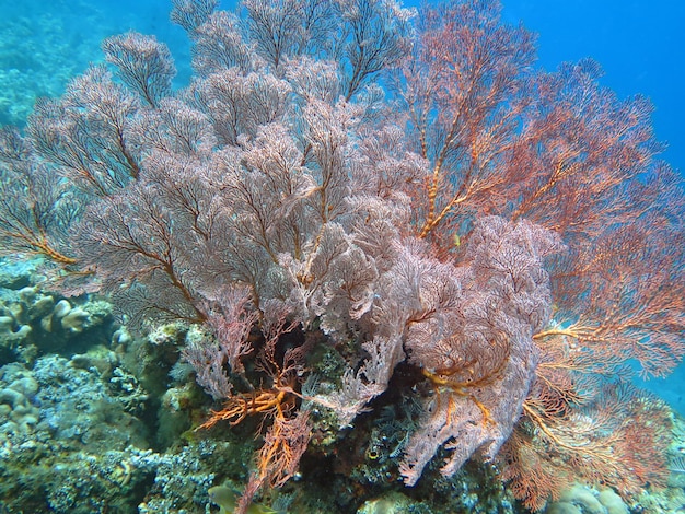 Arrecife de coral próspero vivo con vida marina y cardúmenes de peces Bali