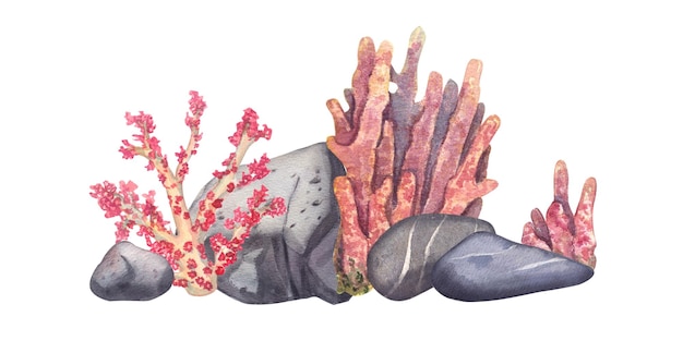 Arrecife de coral con rocas y rocas marinas aisladas en un fondo blanco Ilustración acuarela