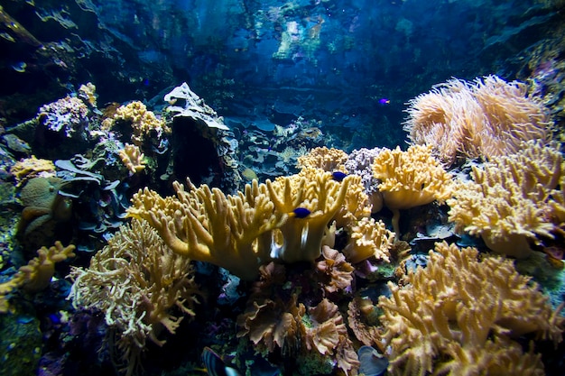 Arrecife de coral saludable