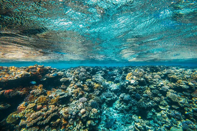 un arrecife de coral submarino panorámico en el mar rojo