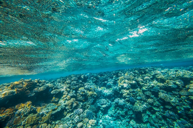 un arrecife de coral submarino panorámico en el mar rojo