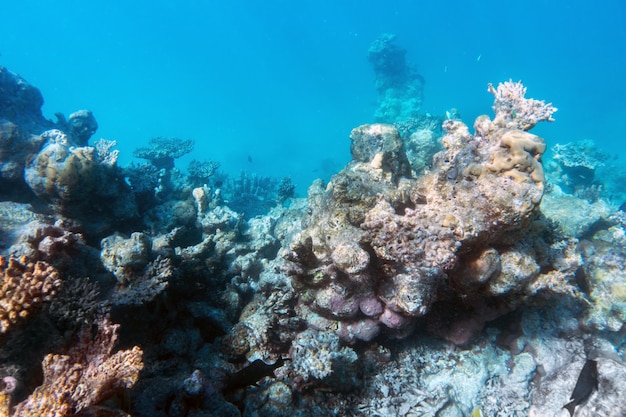 Arrecife de coral submarino y peces en el Océano Índico, Maldivas.