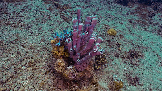 Foto arrecife de coral, submarino