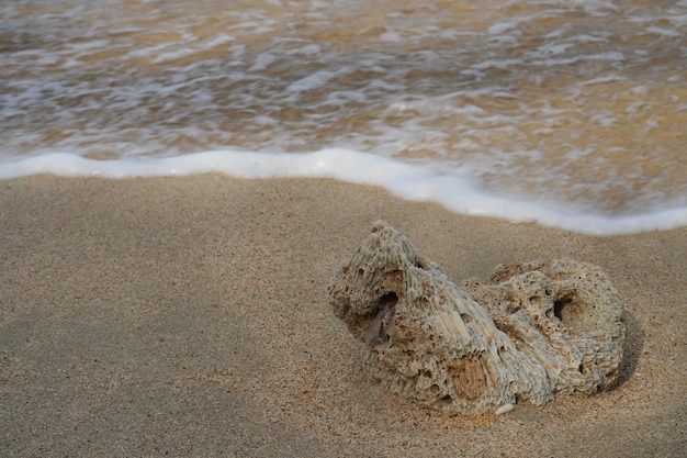 un arrecife de coral varado y arrastrado por las olas en una playa de arena blanca