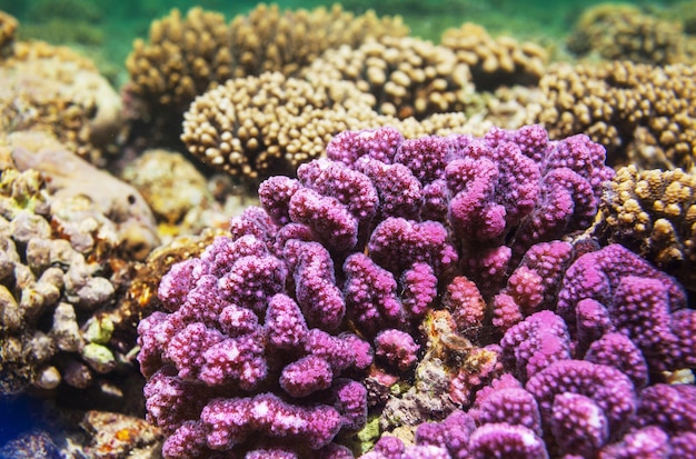 Arrecife de coral vivo en el Mar Rojo, Egipto.