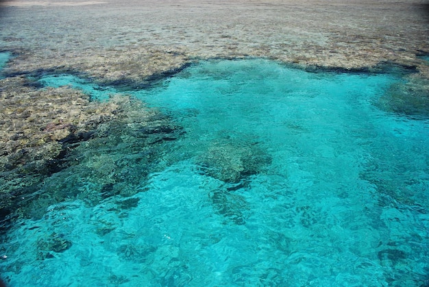 Arrecife de coral