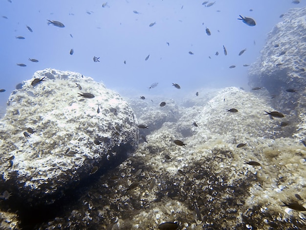 Arrecife de fondo marino submarino y banco de peces