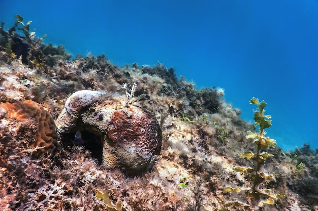 Arrecife de paisaje submarino con algas azul bajo el agua