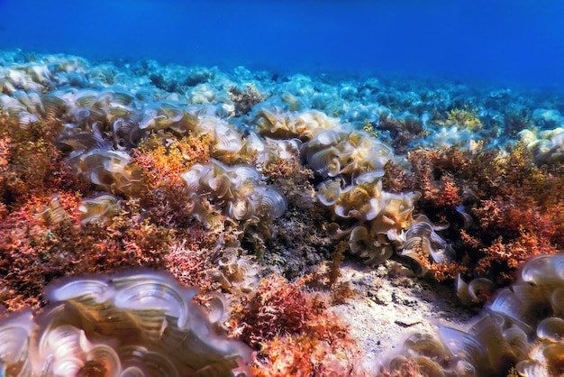 Arrecife de paisaje submarino con algas azul bajo el agua