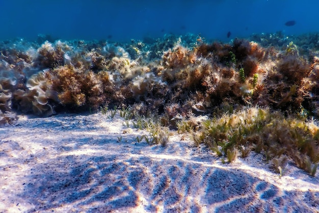 Foto arrecife de paisaje submarino con algas azul bajo el agua