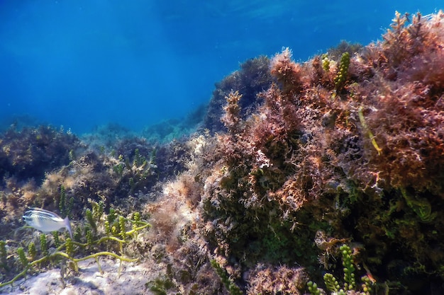 Arrecife de paisaje submarino con algas, fondo azul submarino