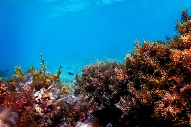 Arrecife de paisaje submarino con algas, fondo azul submarino