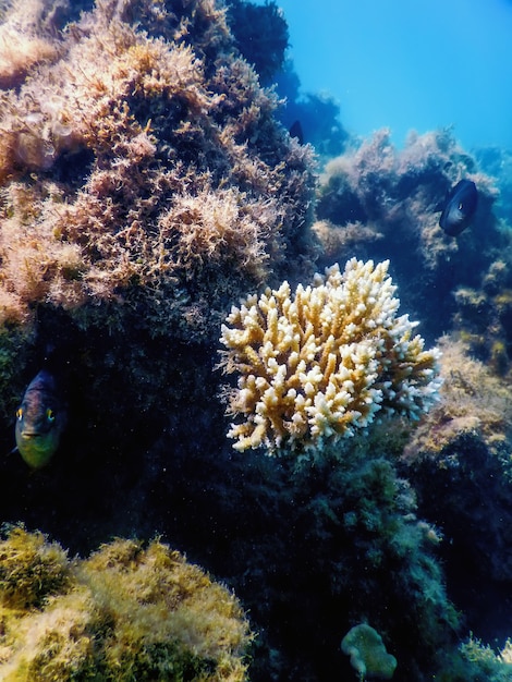 Arrecife de paisaje submarino con algas, fondo azul submarino