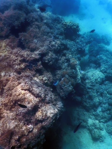 Arrecife de paisaje submarino con algas, fondo azul submarino