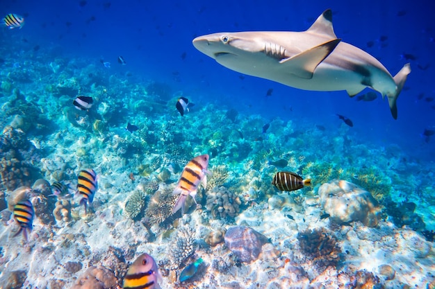 Arrecife con variedad de corales duros y blandos y tiburón al fondo. Concéntrese en los corales, los tiburones no están enfocados. Arrecife de coral del Océano Índico de Maldivas.