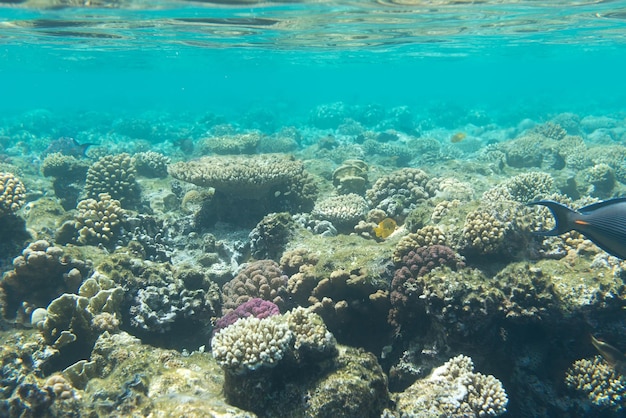 Arrecifes de coral en el fondo del mar rojo, Egipto