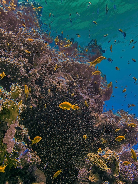 Foto los arrecifes de coral en el mar rojo, egipto