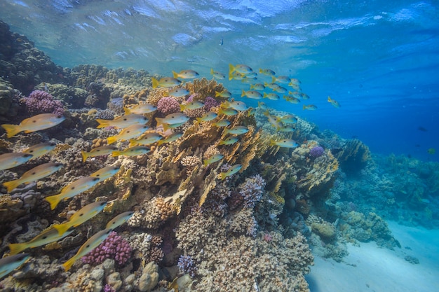 Arrecifes de coral del Mar Rojo Egipto