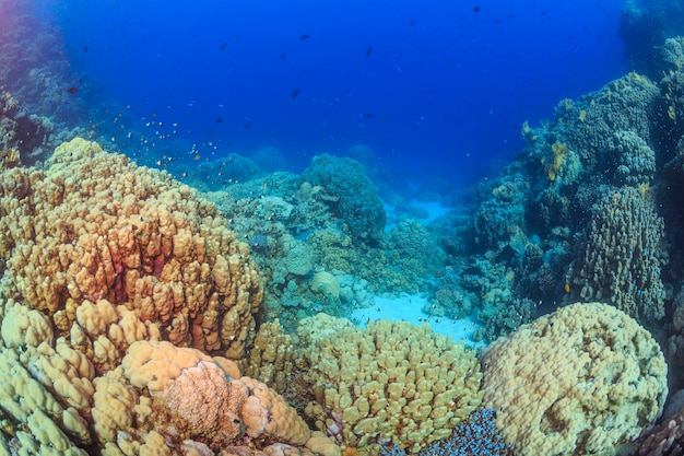 Arrecifes de coral del Mar Rojo Egipto