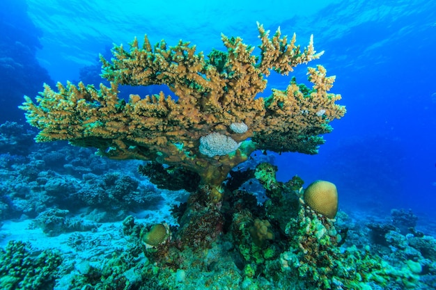 Arrecifes de coral del Mar Rojo.