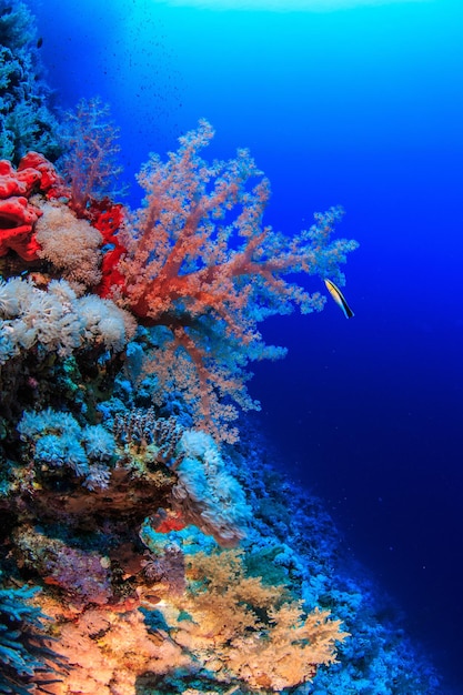 Foto arrecifes de coral del mar rojo.