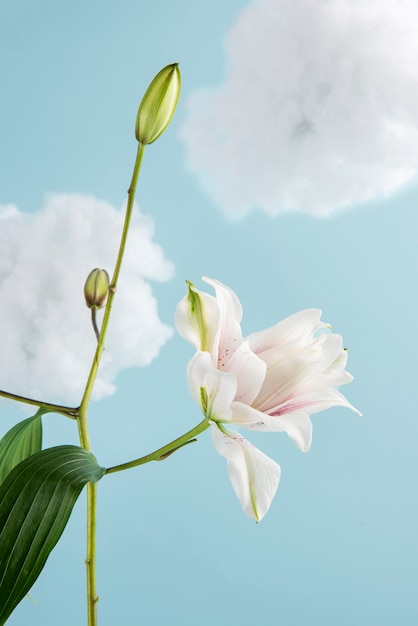 Foto arreglo de concepto de flores en el cielo