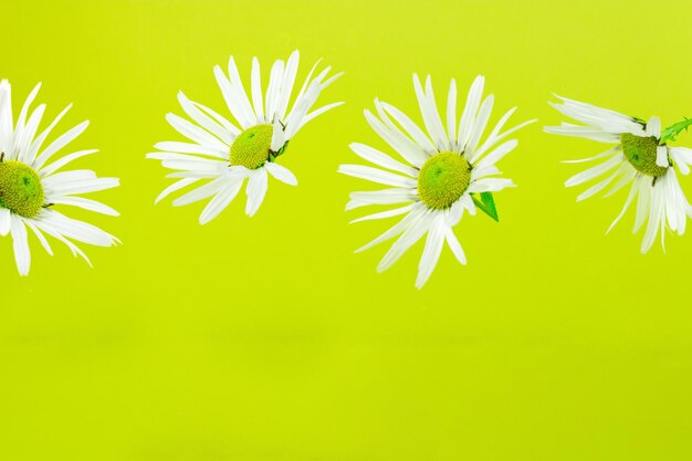 Foto arreglo creativo con manzanilla de margaritas blancas sobre un fondo verde brillante. el concepto de naturaleza mínima.