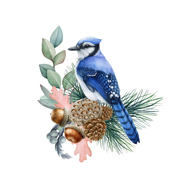 Arreglo floral de invierno con pino y conos Ilustración acuarela Pájaro azul dibujado a mano