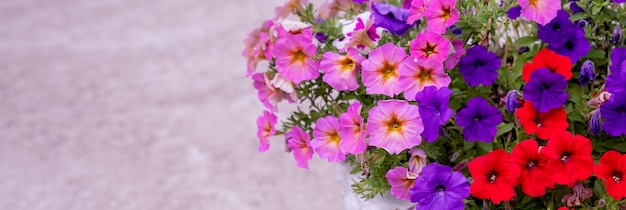 Arreglo floral de petunias burdeos con vetas negras, verbena blanca y calibrachoa amarilla en cestaCama de flores con flores de petunia flores de verano brillantes