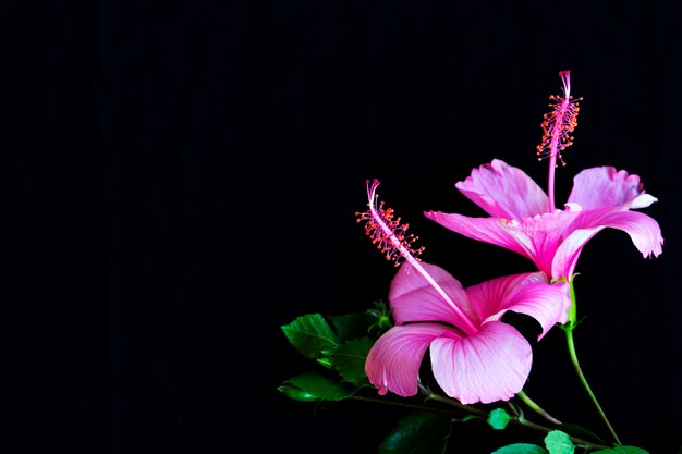 arreglo de flores de color rosa hibisco postal plana laicos en negro