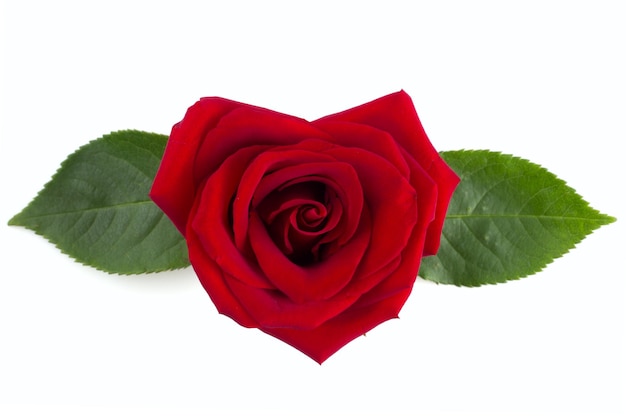 Arreglo de flores y hojas de rosa roja en forma de corazón aislado en fondo blanco, vista superior, elemento de diseño para el día de San Valentín