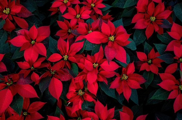 Un arreglo de hermosas flores de Pascua Flor de Pascua roja o estrella de Navidad