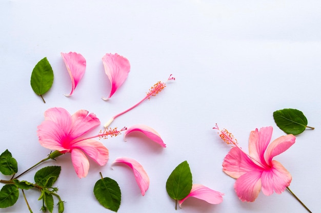 arreglo de hibisco de flores rosadas estilo postal endecha plana