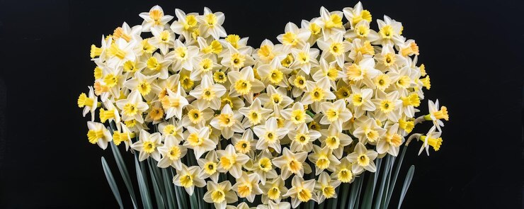 Arreglo de narcisos en forma de corazón con espacio de copia que simboliza el amor y la esperanza para la campaña del Día del Narcisos