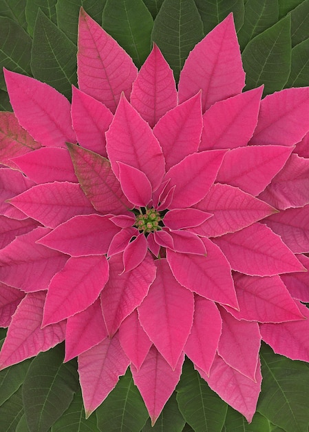 Foto arreglo con una sola flor de nochebuena rosa y hojas vistas desde arriba