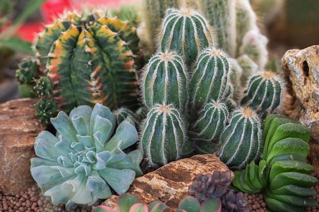 Arreglo de suculentas cactus suculentas en jardinera