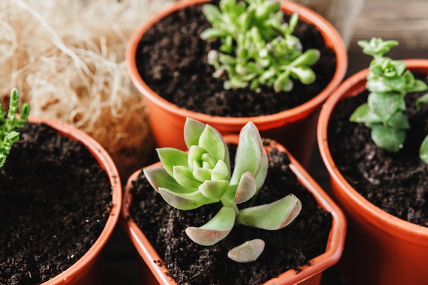 Arreglo de las suculentas o suculentas de cactus