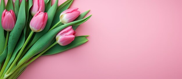 Un arreglo de tulipanes rosados se exhibe sobre un fondo verde vibrante Representa conceptos