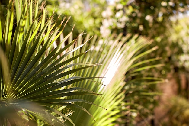 Arreglos de paraíso de verano brillante Entorno tropical Hojas de palmeras tropicales con luz solar Espacio de copia Textura de moda Foto de alta calidad