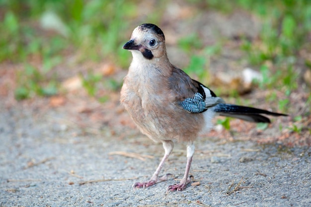 El arrendajo euroasiático es una especie de ave paseriforme de la familia de los cuervos Corvidae.