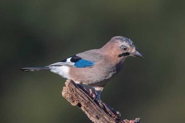 Arrendajo euroasiático (Garrulus glandarius) Córdoba, España