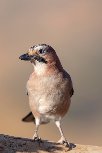 Arrendajo euroasiático (Garrulus glandarius) Córdoba, España