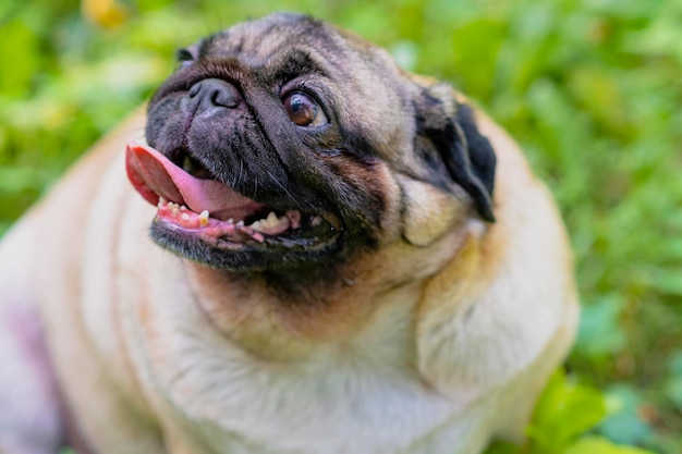 Desde arriba adorable perro pug sentado en el parque Lindo perro pug en un césped verde en un día soleado de verano